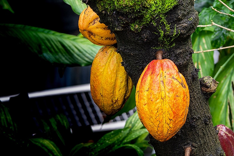 cacao growing naturally