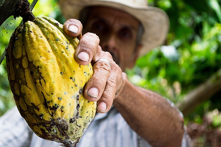 cacao naturally harvested